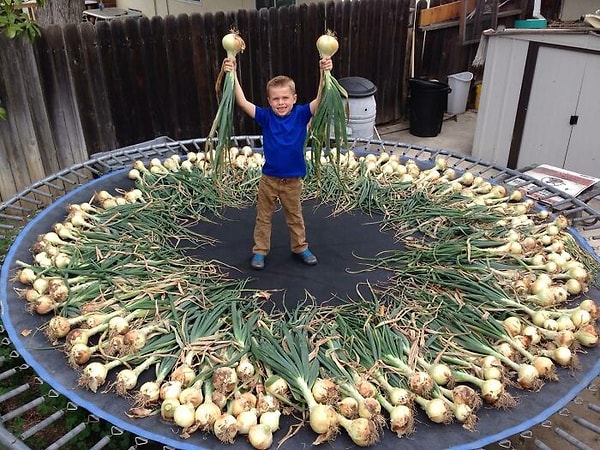 13. Вот это урожай!