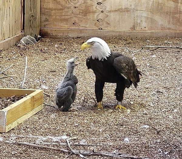 15. «Мерфи, белоголовый орлан, который пытался высидеть камень. Сотрудники выделили ему птенца на воспитание. На фото он его кормит»
