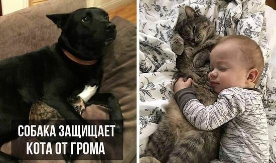 20 душещипательных фотографий, которые доказывают, что мы не заслуживаем животных