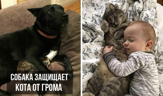 20 душещипательных фотографий, которые доказывают, что мы не заслуживаем животных