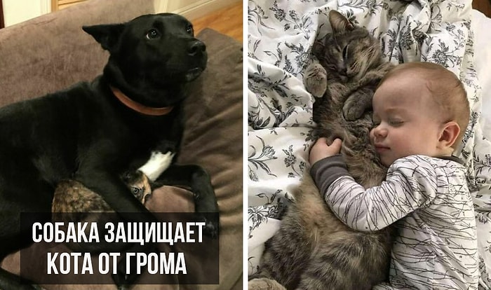 20 душещипательных фотографий, которые доказывают, что мы не заслуживаем животных