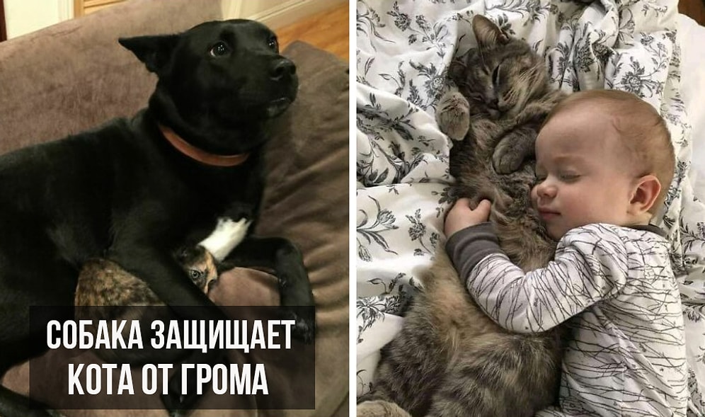 20 душещипательных фотографий, которые доказывают, что мы не заслуживаем животных