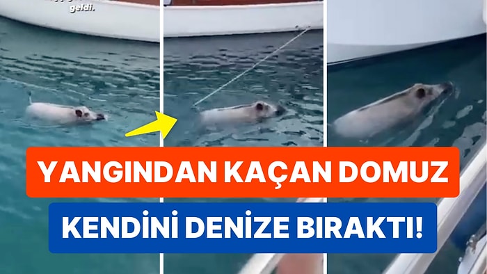 Datça Yangını Hayvanları da Korkuttu: Yangından Kaçan Domuz Yüzerek Canını Kurtardı!