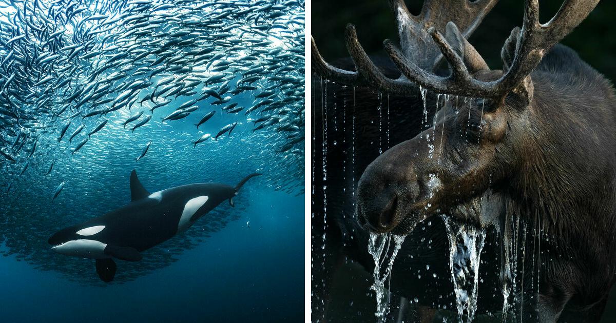 47 самых потрясающих снимков природы финалистов Big Picture 2023 Photography Awards
