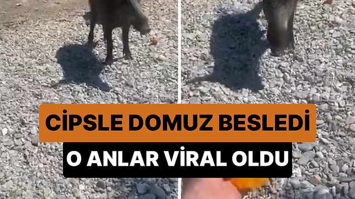 Şehre İnen Domuzu Cips ile Besleyen Karısına Kızan Adam: 'Domuz O Domuz'