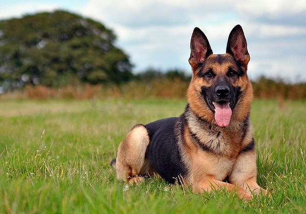 Козерог — немецкая овчарка!