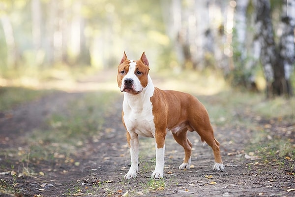 Стрелец — стаффордширский терьер!