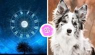 Тест: Какая вы порода собаки по знаку зодиака?