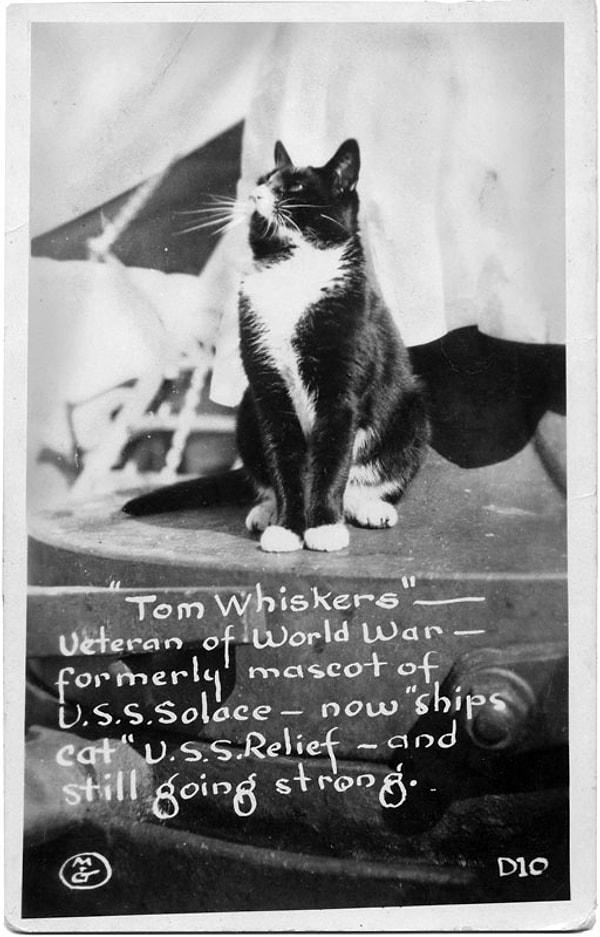 Bu 'gemi kedileri'nin pasaportları yasal olarak geçerli olmasa da, gemiciler ve kediler arasındaki yakın bağı gözler önüne serdi.