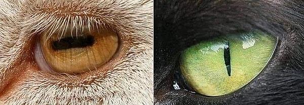 4. Av konumundaki hayvanların gözbebeği, ufku daha iyi taramasını sağlaması için yatay; avcı konumundaki hayvanların gözbebeği ise odaklanmayı kolaylaştırdığı için dikeydir!