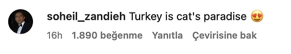 8. "Türkiye kedilerin cennetidir 😍"