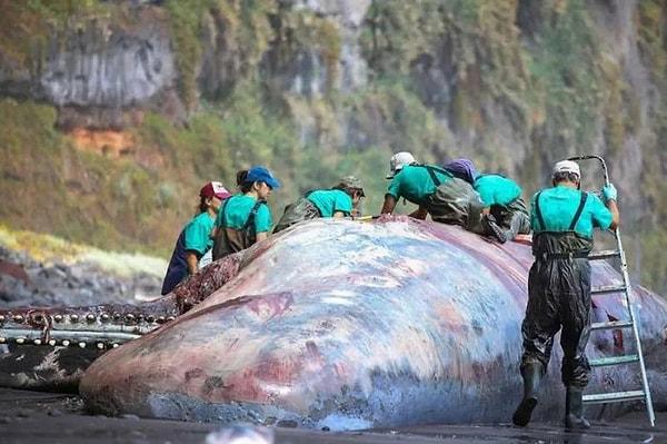 Fernández, ispermeçet balinasının sindirim sistemi rahatsızlığı nedeniyle ölmüş olabileceğini düşündüklerini ve bu nedenle hayvanın bağırsaklarını açtıklarını söyledi.