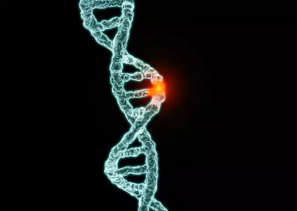 Genler, DNA molekülündeki belirli bölgelerdir ve kalıtsal bilginin taşınmasından sorumludurlar.