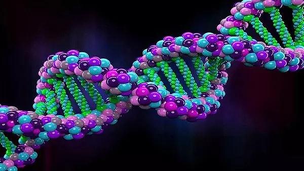 Çalışmanın yazarları, biyolojik yaşı tahmin etmek için DNA iletiminin kimyasal değişim sürecini kullandılar ve her bireyin hızlandırılmış biyolojik yaşlanmaya yönelik genetik eğilimini incelediler.