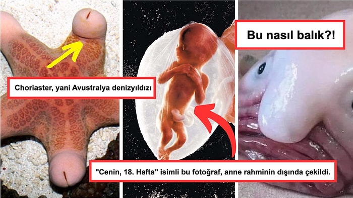 Gördükten Sonra Dünyaya Bakış Açınızı Değiştirecek Her Biri Birbirinden Enteresan 15 Görsel