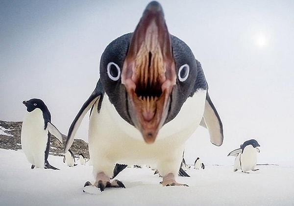 12. Kameraya doğrudan bakan bu ürkütücü penguen: