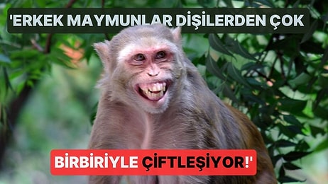 Ufak Bir Adada Yaşayan Erkek Maymunların Dişilerden Çok Birbiriyle Çiftleştiği Keşfedildi