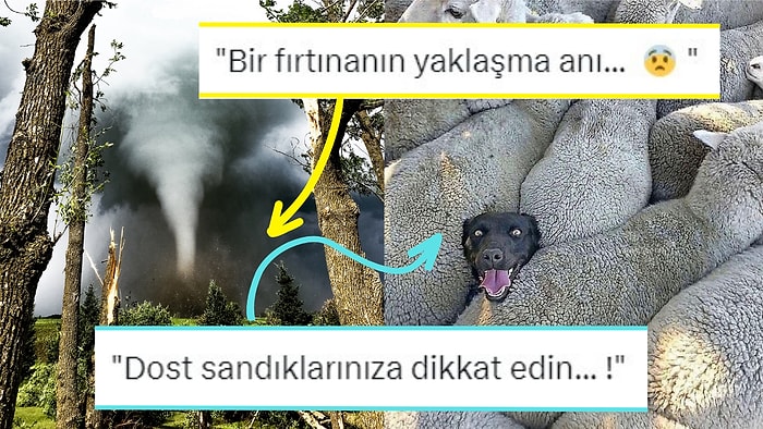 Fotoğraf Çekmek İsterken Yanlışlıkla Rönesans Tablosu Yaratan Kişilerden Muazzam Kareler