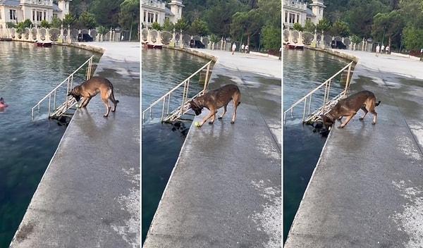 Tenis topunu denize yuvarlayıp suya düşmeden yakalayan köpeğin kendi kendine eğlendiği anlar sosyal medyada viral oldu.