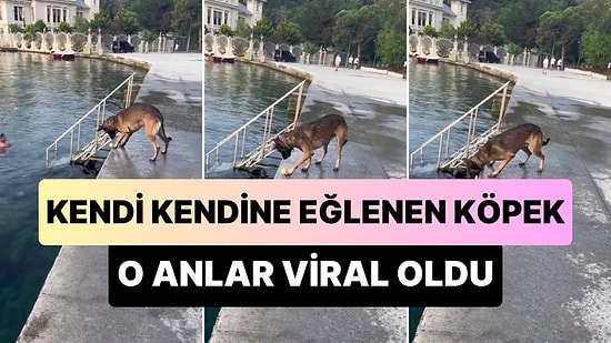 Tenis Topunu Denize Yuvarlayıp Suya Düşmeden Yakalayarak Kendi Kendine Eğlenen Köpek
