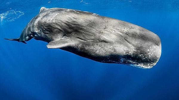 2. Kaşalot balinasının çıkardığı sesler bir insan bedeninin tamamını titretecek ve hatta onu öldürecek kadar güçlü olabiliyor!