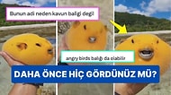 Altın Kirpi Balığının Adı Beğenilmeyince Ortaya Birbirinden Tatlış İsimler Çıktı!
