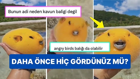 Altın Kirpi Balığının Adı Beğenilmeyince Ortaya Birbirinden Tatlış İsimler Çıktı!