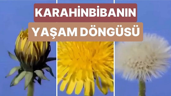 Bir Karahindiba Bitkisinin Yaşam Döngüsüne Yakından Bakmak İster misiniz?