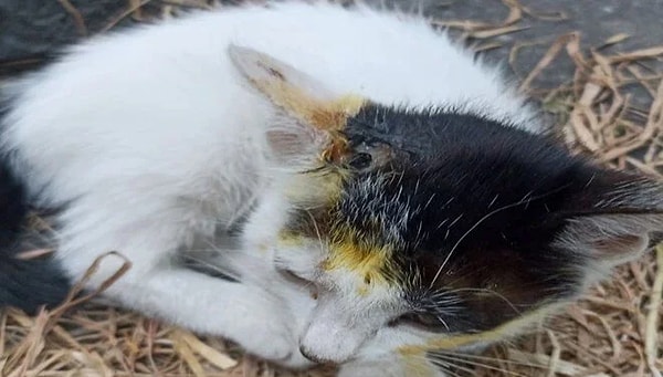 Ekipler, yaralı kedileri tedavi altına alırken, mahalledeki bir hayvansever, 1 ay içinde 9 kedinin asitle yakıldığını iddia etti.