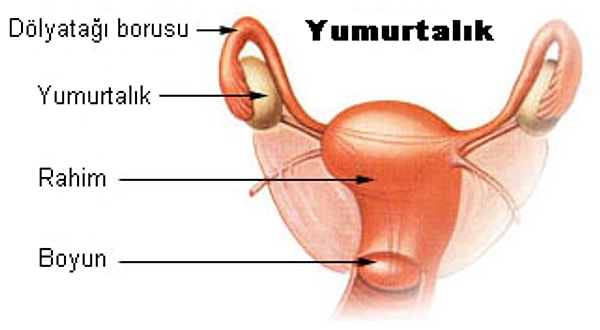 Yaşınız ileriyse üreme organlarınızla ilgili tedavisel süreçlere başlayabilir, menepoz ya da antropoz döngüsüne girebilirsiniz.