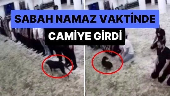 Sabah Namazı Vaktinde Camiye Giren Köpek ile Cemaatin İmtihanı