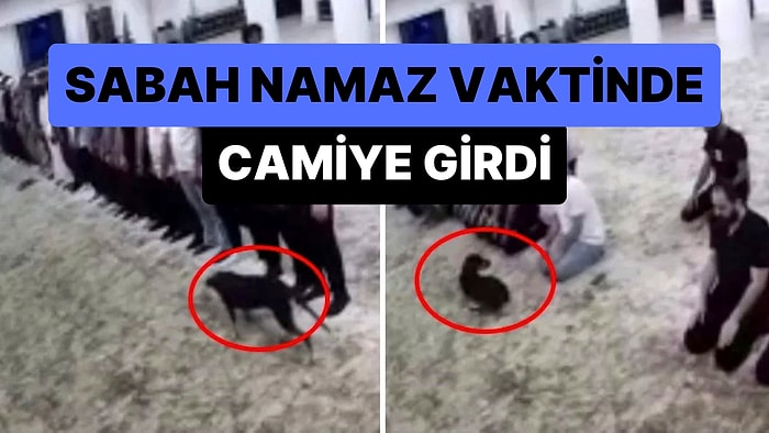 Sabah Namazı Vaktinde Camiye Giren Köpek ile Cemaatin İmtihanı