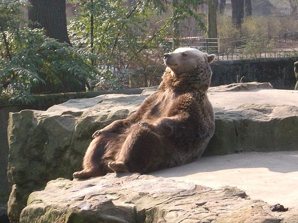 Sonuç olarak, ayıların kış uykusundan uyandırılması doğal uyku döngülerini bozabilir ve ayıların sağlığına zarar verebilir.