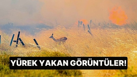 Yürek Yakan Görüntüler! Orman Yangınlarında Son Durum Ne?