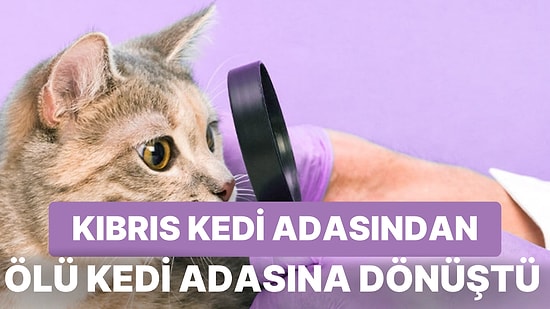 Pandemi Sırası Kedilere mi Geçti? Güney Kıbrıs'ta Son 6 Ayda 300 Bin Kedinin Ölmesine Neden Olan Hastalık FIP