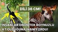 Yakalanması Neredeyse İmkansız Olan Okapi Hayvanı Hakkında İnanılmaz Bilgiler