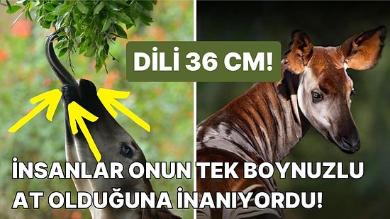 Yakalanması Neredeyse İmkansız Olan Okapi Hayvanı Hakkında İnanılmaz Bilgiler