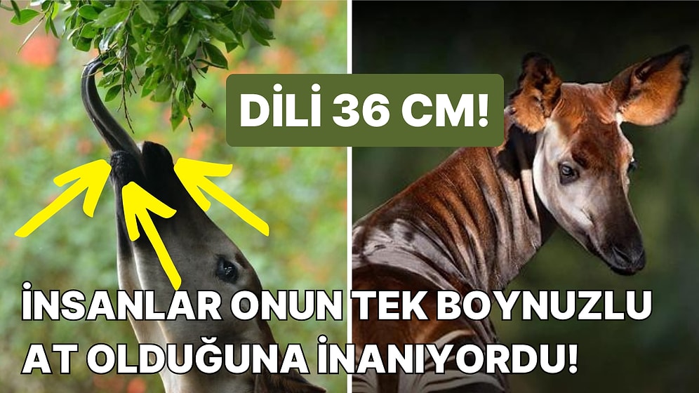 Yakalanması Neredeyse İmkansız Olan Okapi Hayvanı Hakkında İnanılmaz Bilgiler