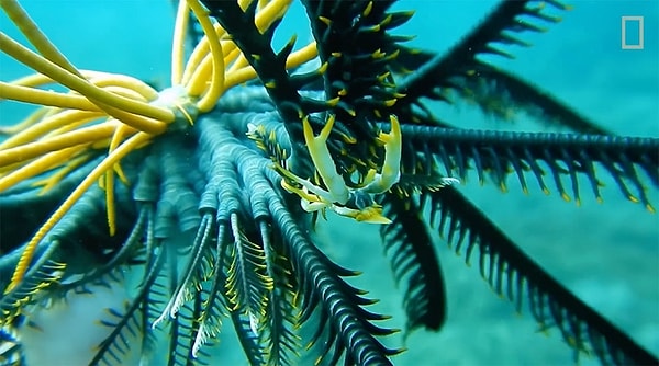 Deniz zambaklarının genellikle 5 kolu vardır ve bu kollar aracılığıyla deniz suyunu süzerek plankton ve diğer besinleri yakalarlar.