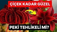 Çiçeğe Benzeyen Görüntüsü ile Kendine Hayran Bırakan Deniz Canlısı Herkesi Büyüledi