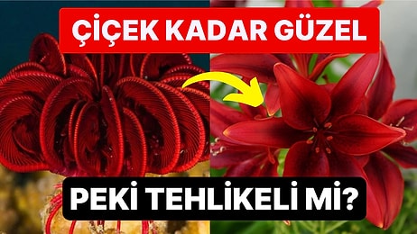 Çiçeğe Benzeyen Görüntüsü ile Kendine Hayran Bırakan Deniz Canlısı Herkesi Büyüledi