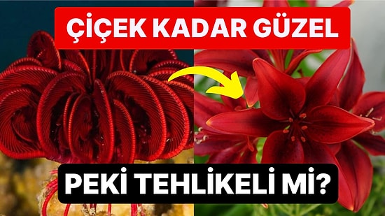 Çiçeğe Benzeyen Görüntüsü ile Kendine Hayran Bırakan Deniz Canlısı Herkesi Büyüledi