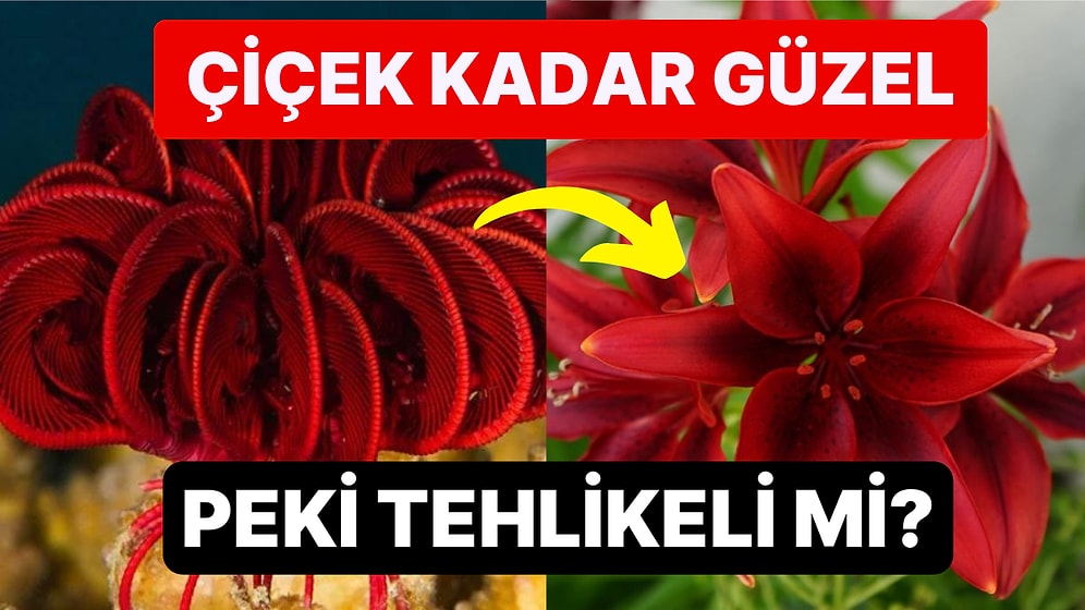 Çiçeğe Benzeyen Görüntüsü ile Kendine Hayran Bırakan Deniz Canlısı Herkesi Büyüledi