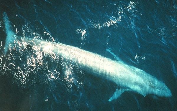 1. Mavi balinalar 30 metreye kadar uzayabilir.