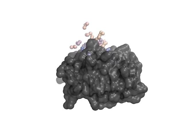 RFdiffusion, olası ilaçları yaratması istendiğinde, burada gri renkte görülen insülin reseptörü gibi bir hedef proteinin 3D modelini analiz ederek başlıyor, ardından hedefe bağlanacak yeni proteinler tasarlıyor.