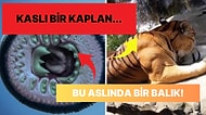 Doğanın Korkutucu Yüzünü İliklerinize Kadar Hissetmenize Sebep Olacak Birbirinden Ürkütücü 15 Yeni Fotoğraf