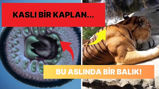 Doğanın Korkutucu Yüzünü İliklerinize Kadar Hissetmenize Sebep Olacak Birbirinden Ürkütücü 15 Yeni Fotoğraf