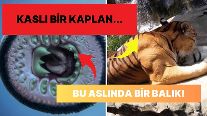 Doğanın Korkutucu Yüzünü İliklerinize Kadar Hissetmenize Sebep Olacak Birbirinden Ürkütücü 15 Yeni Fotoğraf