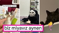 Biz Kötüyüz Aynen! Kedilerine El Emojileri Ekleyip Paylaşan Kişilerin Yeni Twitter Akımını Görmelisiniz
