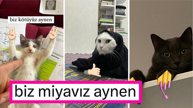 Biz Kötüyüz Aynen! Kedilerine El Emojileri Ekleyip Paylaşan Kişilerin Yeni Twitter Akımını Görmelisiniz